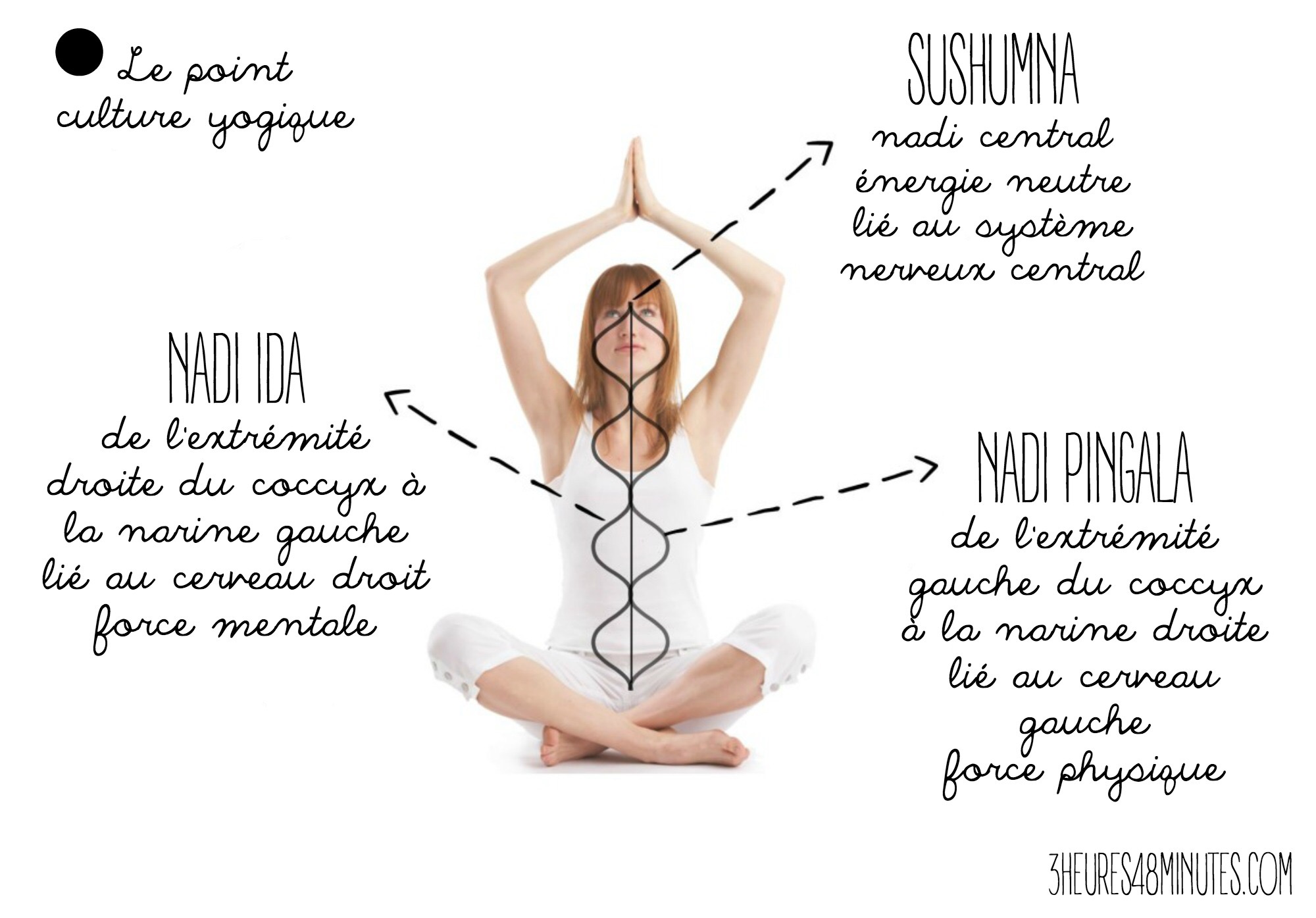 Sushumna, l'axe de vie – Natha Yoga – Yoga des 5 éléments et des animaux
